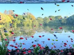 -西湖外事游船(花港观鱼码头)