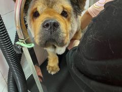 -狗不理喵子(百富路店)