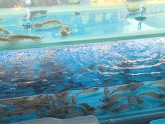 -海月湾海景餐厅( 嵊泗本地老字号店)