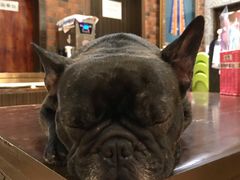 -more than meow吴止猫主题餐厅(承德 中船汇店)