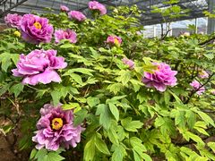 -洛阳市隋唐城遗址植物园