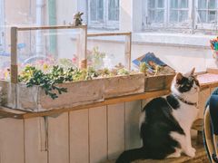 -海边的猫和咖啡馆