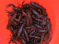 -同銮特种养殖场·龙虾垂钓