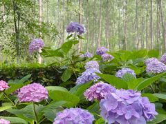 -合肥滨湖国家森林公园