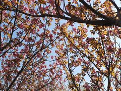 -高东镇樱花园