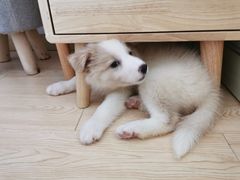 -翊宠yipet猫狗购宠庄园犬舍•猫舍