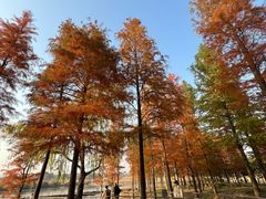 -贡湖湾湿地公园
