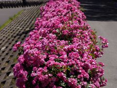 -上海滨江森林公园