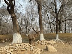 -北京野生动物园