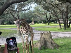 -奥兰多迪士尼动物王国乐园