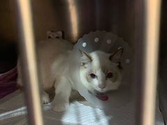 -宠爱国际动物医院·消化内科·心肾内科·ISFM猫友好(望京店)