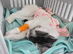 -纳吉亚猫专科动物诊疗中心(蒋宅口分院)