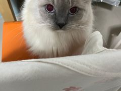 -凯特喵百思猫专科医院