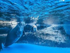 -海合安成都极地海洋公园