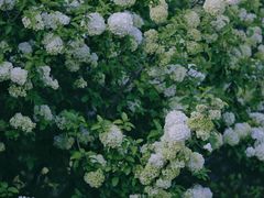 -上海滨江森林公园