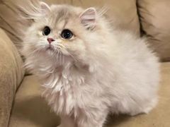 -猫十亿·布偶金渐层·曼基康矮脚猫舍(青年路店)