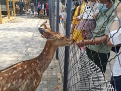 -长白岛森林公园