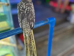 -青石桥花鸟鱼虫市场(叠翠城店)