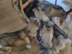 -Husky Go! 哈士奇体验馆·宠物咖啡厅狗咖