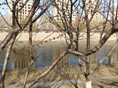 -桃花堤公园