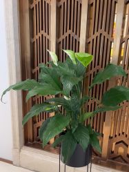 -禾丽康美医疗美容医院