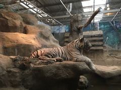 -清迈夜间动物园