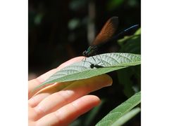 -海南热带雨林国家公园吊罗山景区