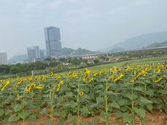 -光明小镇欢乐田园