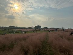 -空港花田景区