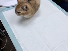 -爱侣·安琦尔宠物医院·中兽医针灸·心内科·狂犬免疫点(宝山区院)