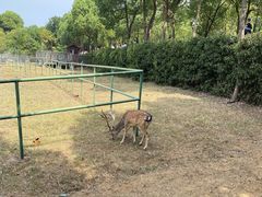 -合肥野生动物园