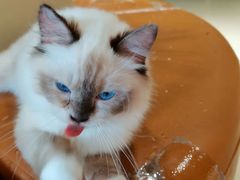 -藏猫猫咖啡主题馆(中央大道店)