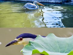 -上海野生动物园