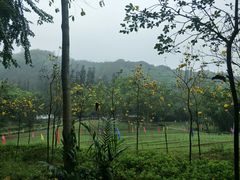 -南宁良凤江国家森林公园