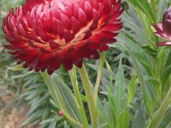 -三圣花乡旅游区