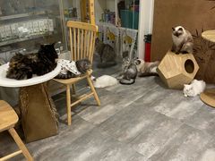 -楼上猫咖(罗湖店)