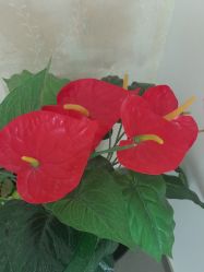 -香薇妮丝·定制减肥·身材管理