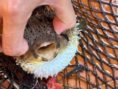 -蓝湾碧波·老字号·疍家非遗海上餐厅