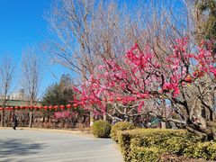 -莲花池公园