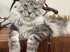 -十年猫舍·猫咪专门店(普陀店)