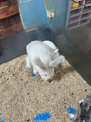 -神奇动物撸宠馆·羊驼·小浣熊·异宠(豫园店)