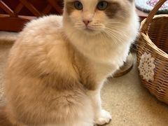 -猫友咖啡店(玉林西路店)