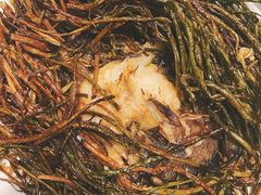 葱烤鸦片鱼头-新吉士·上海菜(浦东LCM置汇旭辉店)