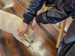 -豆柴町-柴犬主题狗咖(红鼎国际C座店)