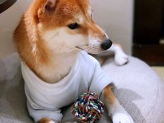 -逗柴咖啡屋·狗咖猫咖宠物桌游