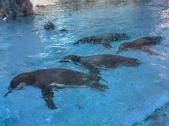 -帝企鹅自助餐厅•儿童岛•真企鹅(长隆企鹅酒店)