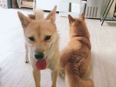 -柴犬高等学院·狗咖·柴犬售卖·宠物训练