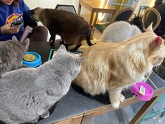 -猫小院猫主题餐厅(南锣旗舰店)