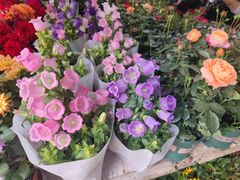 -曲阳花鸟市场(曲阳路店)