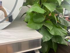 -合肥滨湖国家森林公园